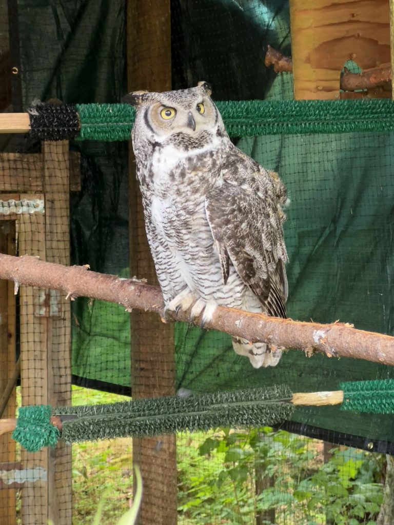 owl at alaska raptor center in sitka