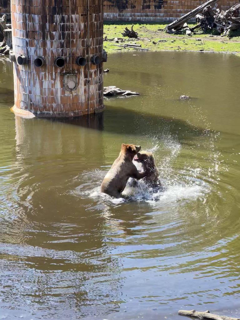 bears playing at fortress of the bear