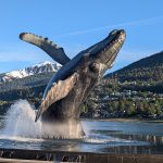 the whale project sculpture in Juneau alaska