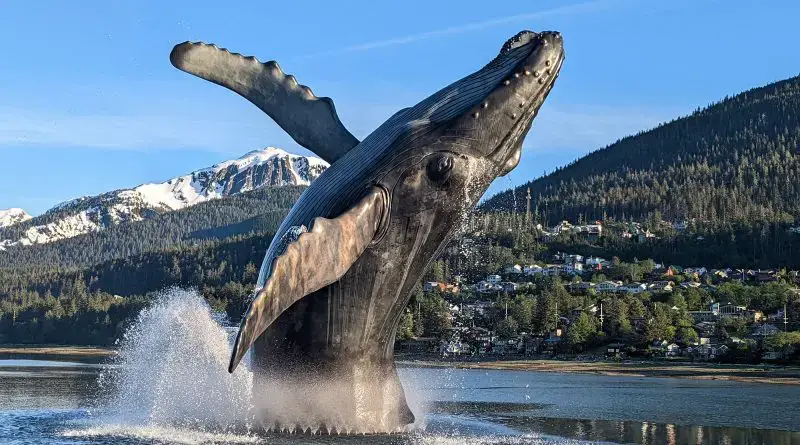 the whale project sculpture in Juneau alaska