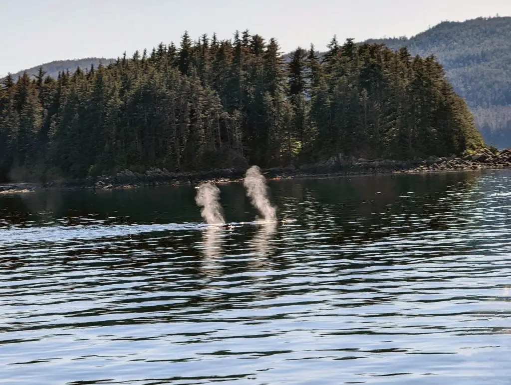 mother and daughter humpback whales in juneau