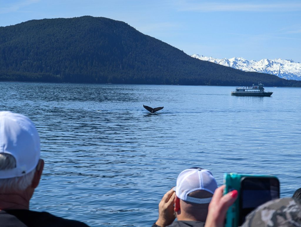 humpback whale tale in juneau alaska