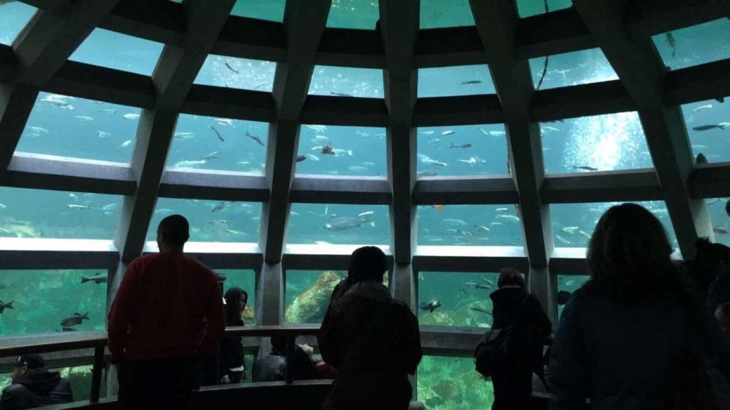 underwater dome in Seattle Aqarium