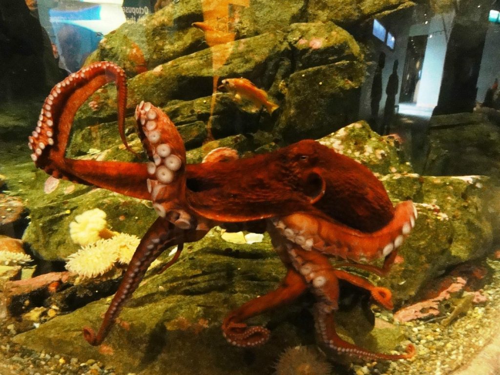 giant octopus in seattle aqarium