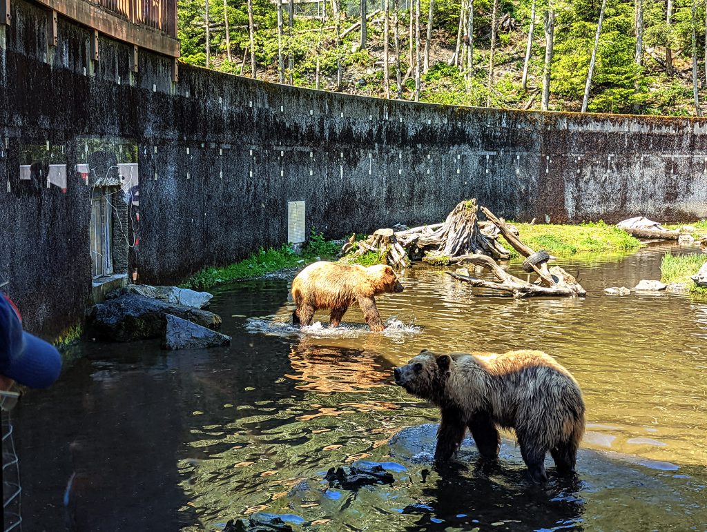 window view at fortress of the bear in sitka
