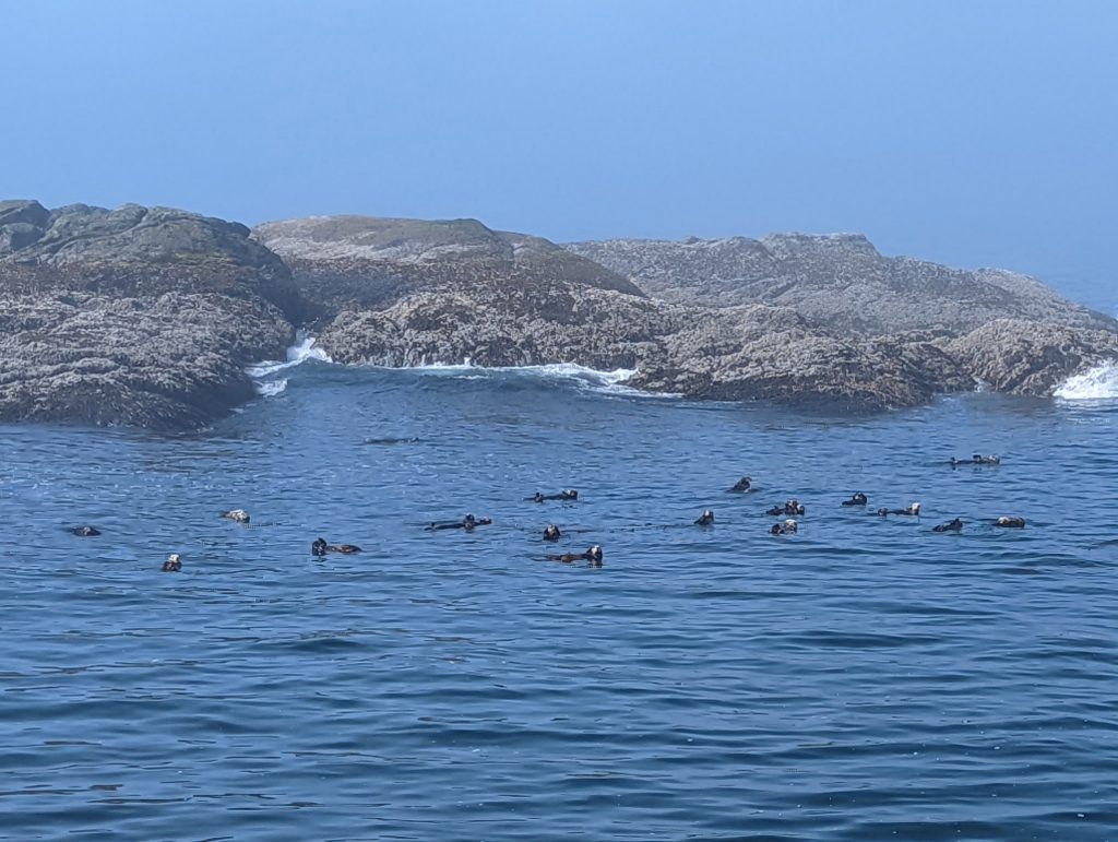 sea otters on sitka sound