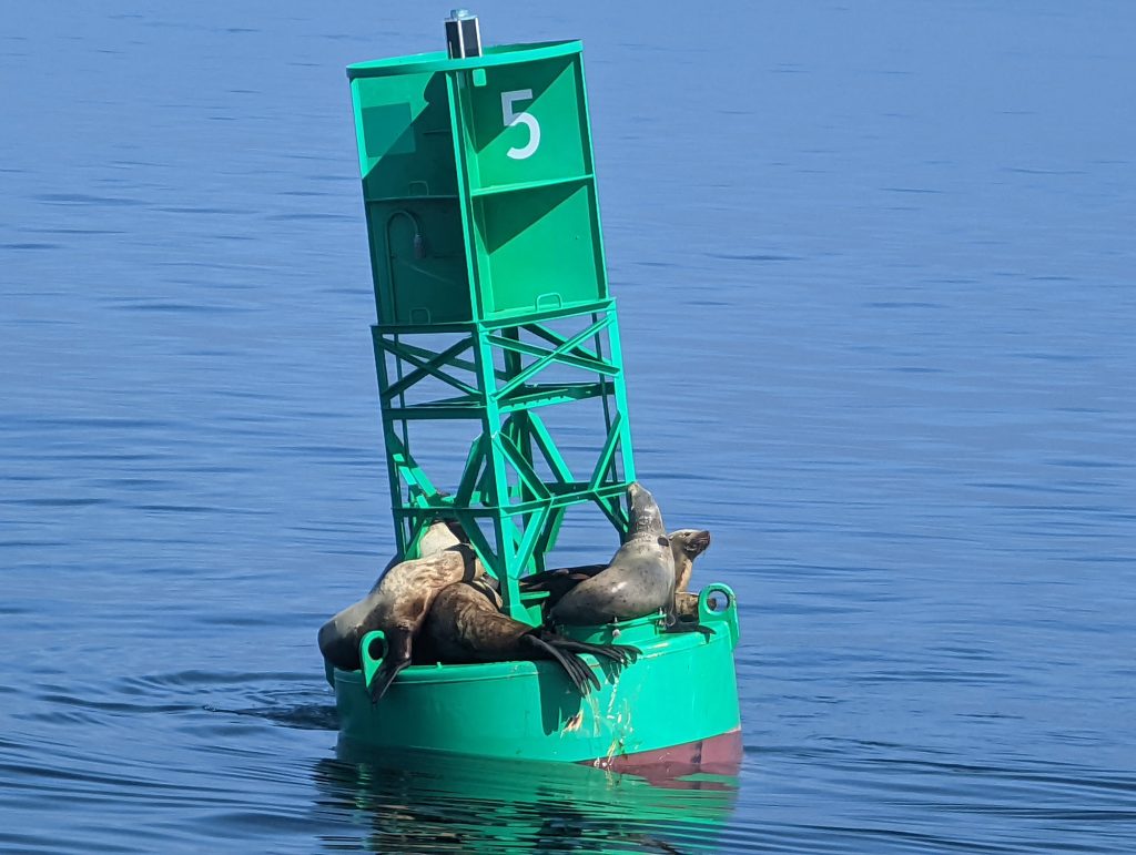 sealions on buoy