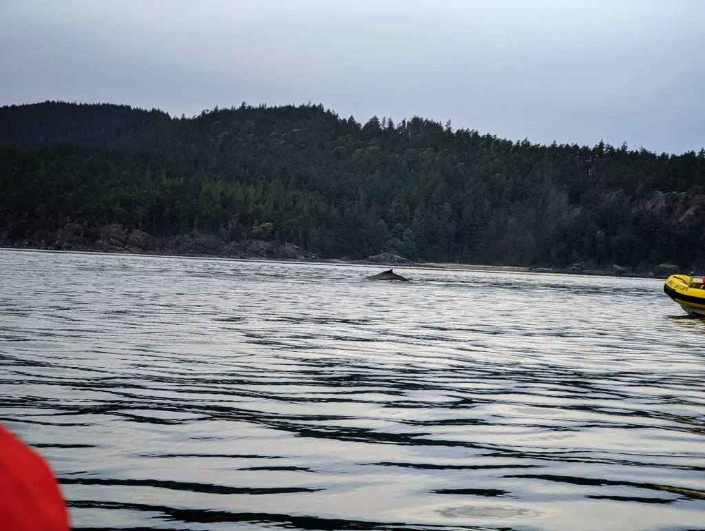 Humpback whale in Victoria, BC