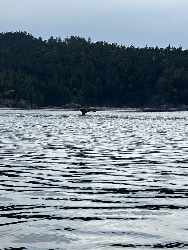 humpback whale tale in victoria bc