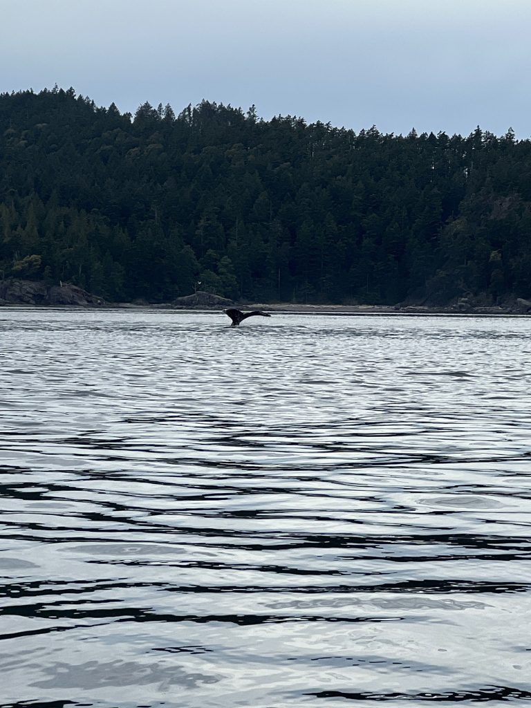 humpback whale tale in victoria bc