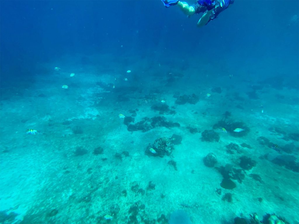 snorkeling view in cozumel
