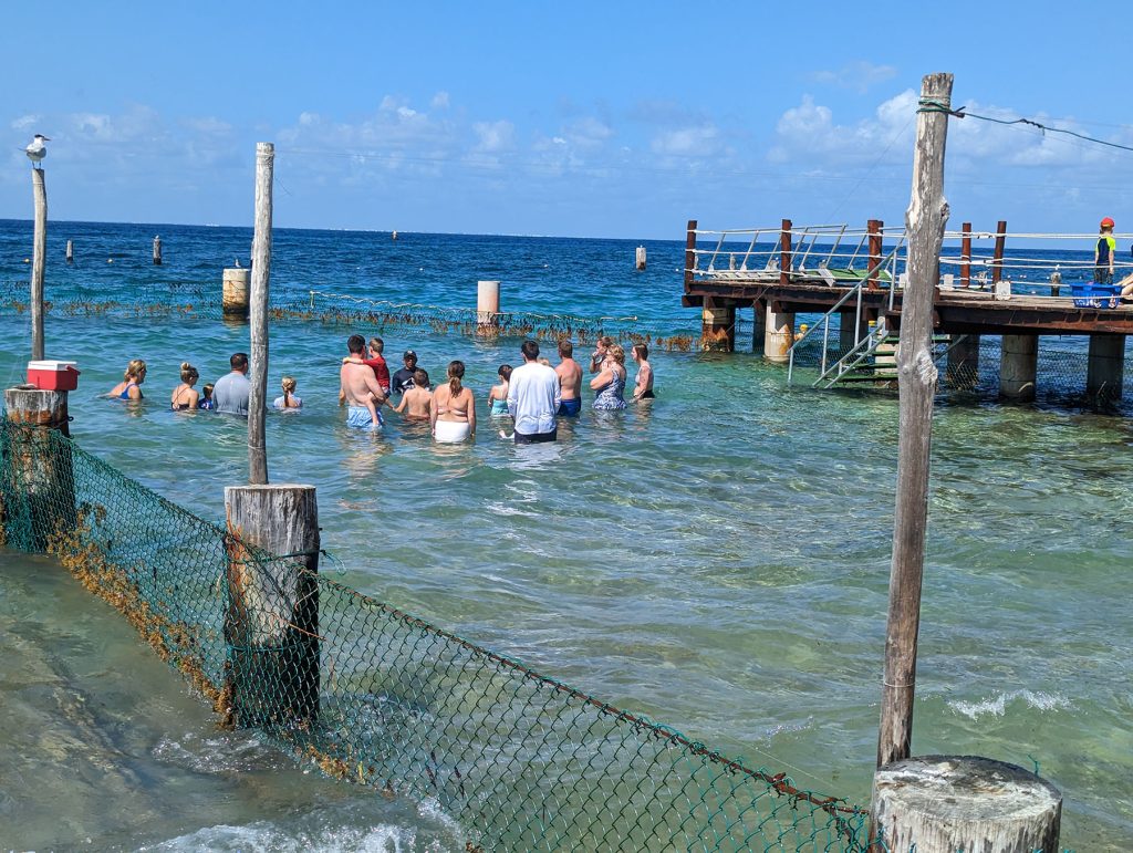 stingray encounter in cozumel