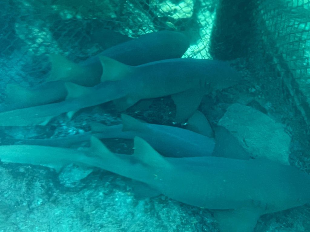 nurse sharks in stingray beach