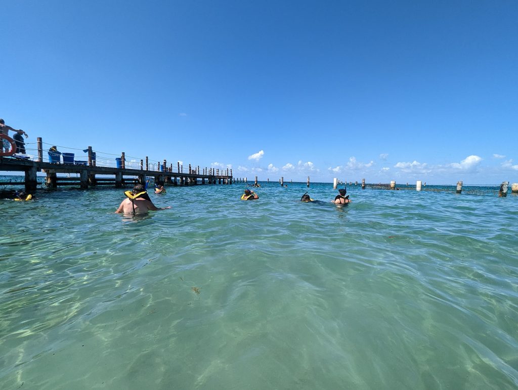 swimming with rays and sharks