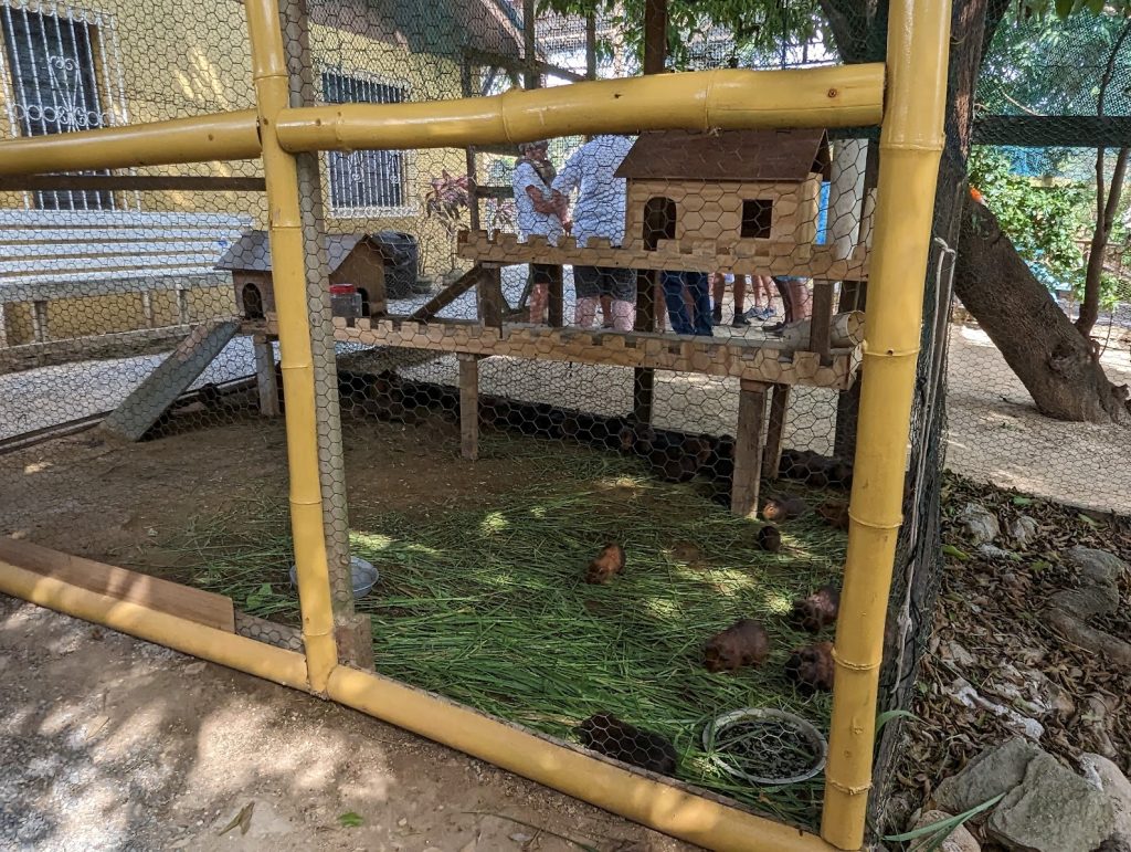 guinea pig enclosure