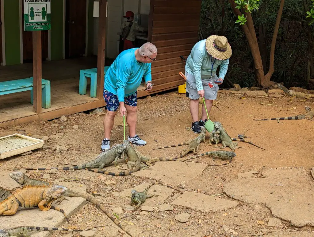 two adults feeding iguanas