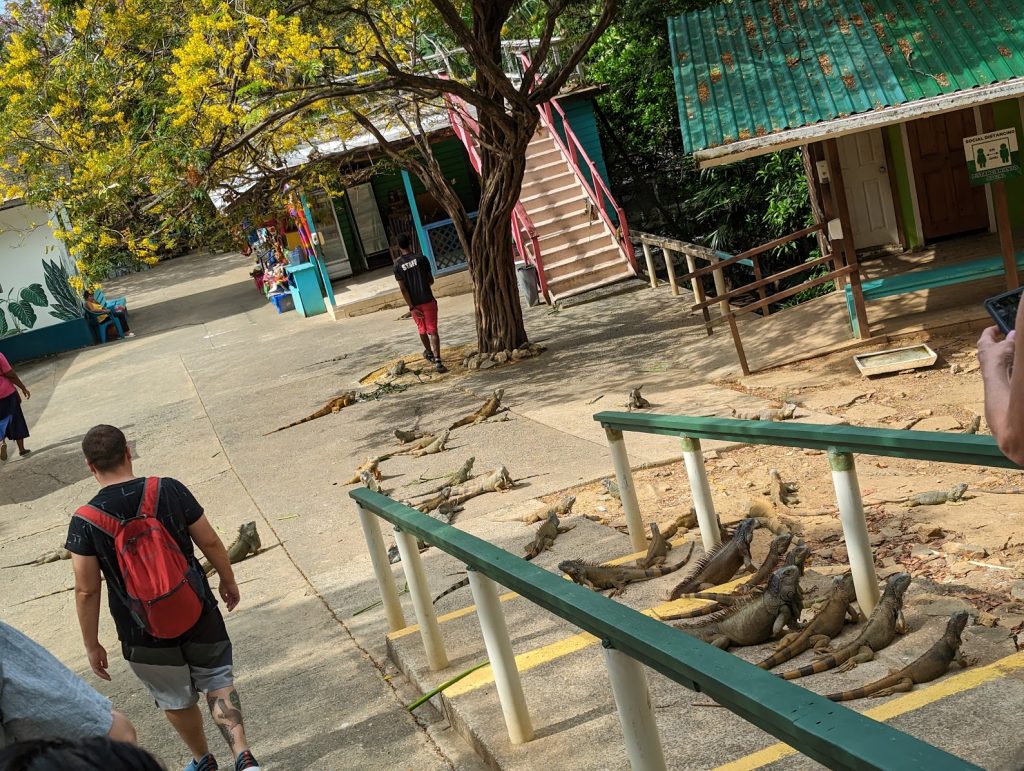 iguanas on stairs in roatan