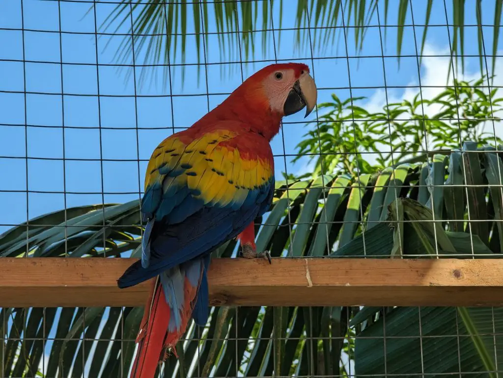 macaw in roatan