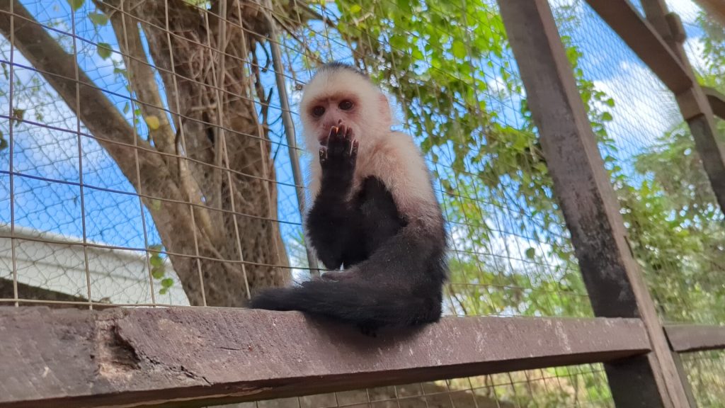 monkey in roatan