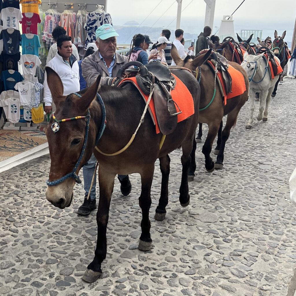 santorini donkey