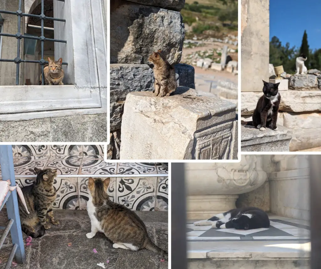 cats of the mediteranian