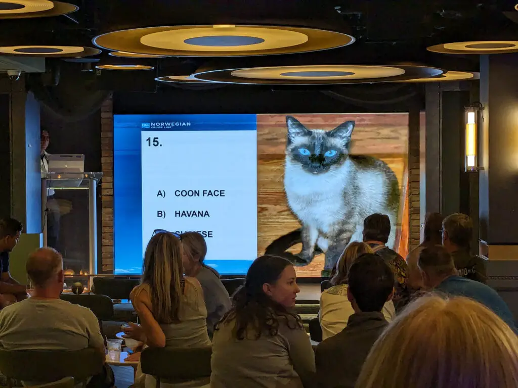 norwegian viva breeds of cat trivia