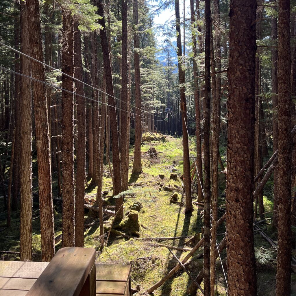 grizzly falls long zip line