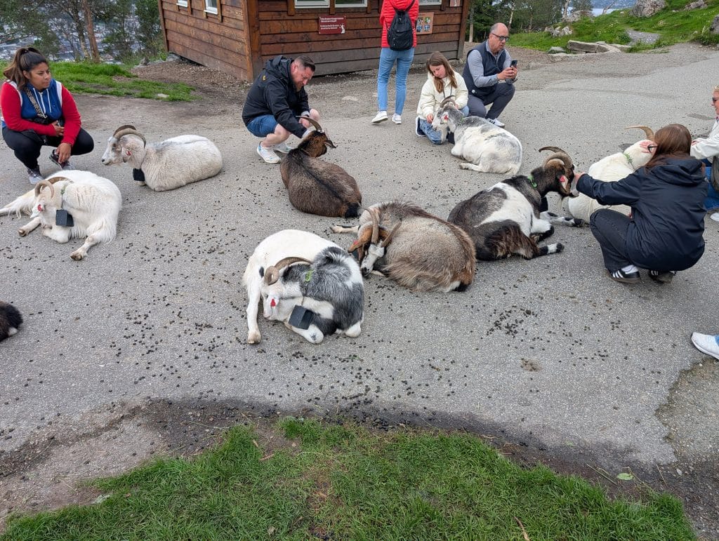 goats at floibanen