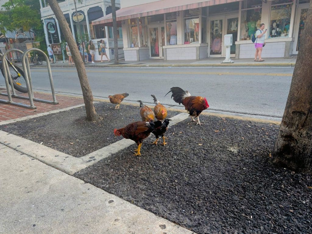 chickens in key west