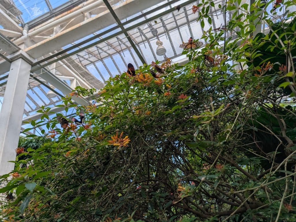 butterflies in nature conservatory