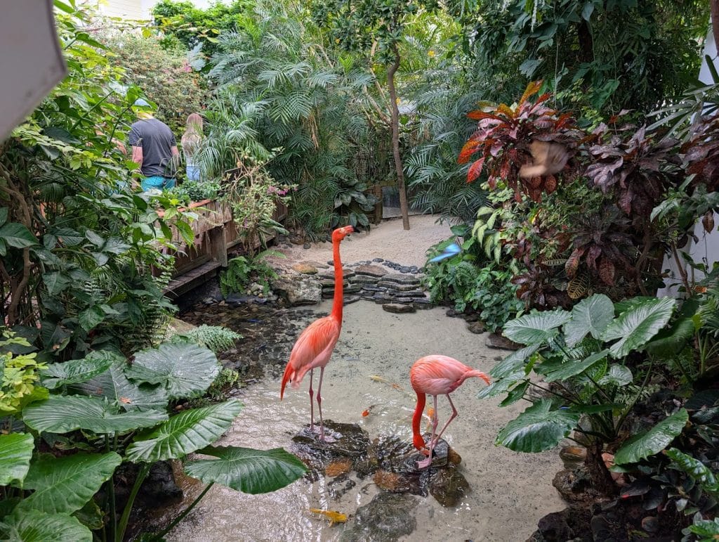 flamingos in nature conservatory