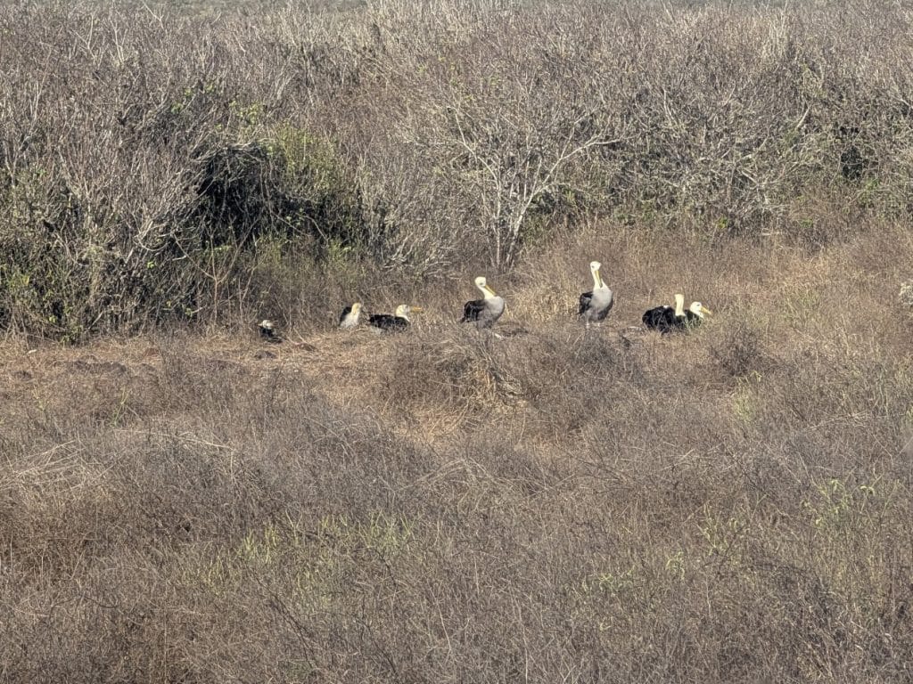 albatross in the distance