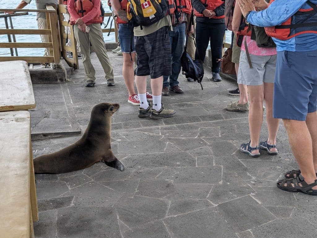 sea lion boarding in baltra