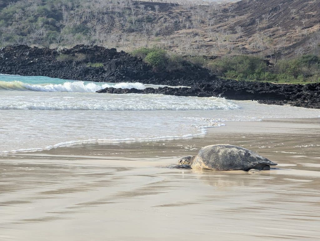 sea turtle in galapagos