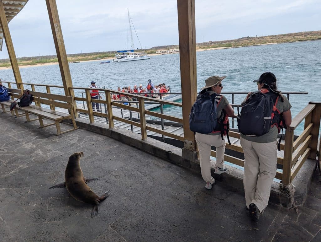 celebrity flora tender in baltra port with sea lion