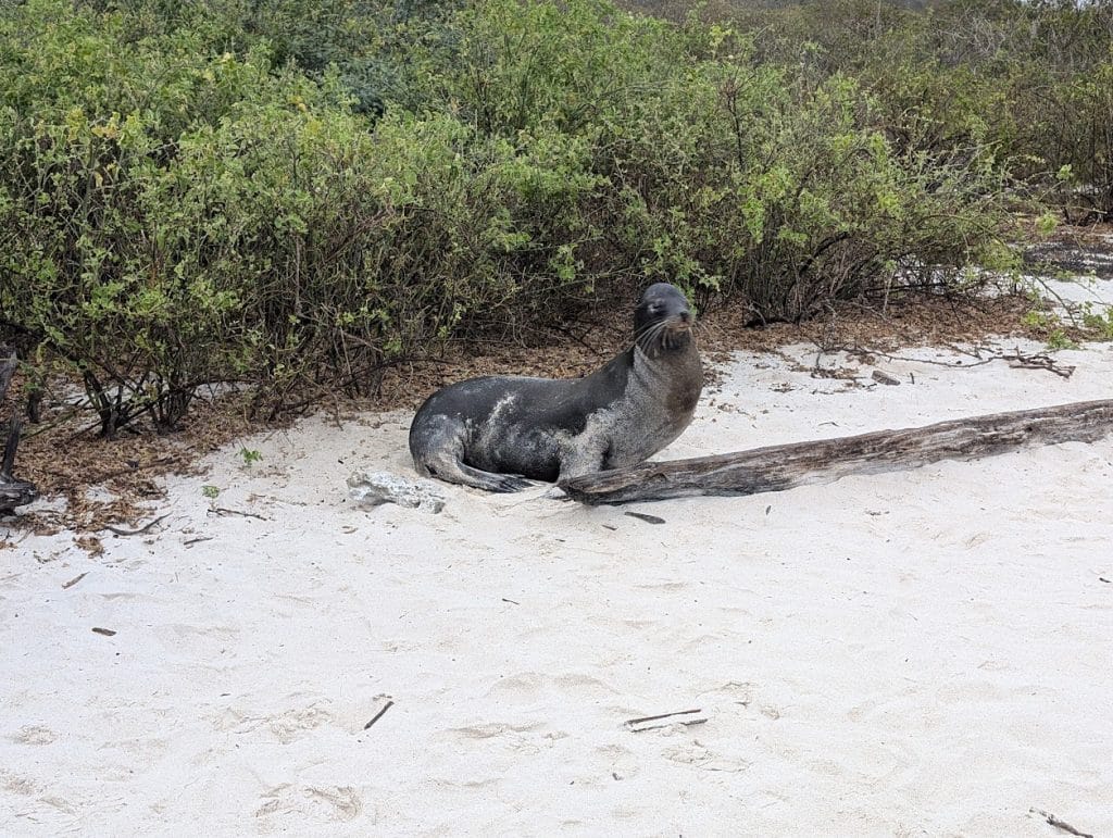 sea lion guarding rock