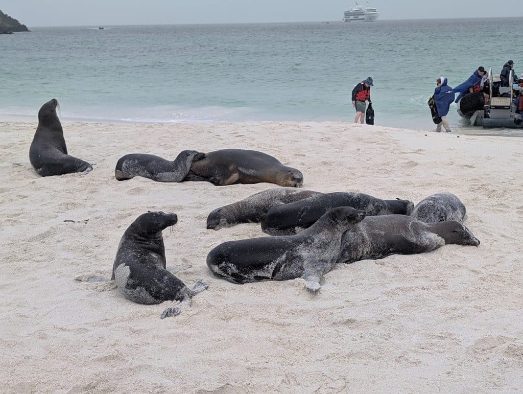 gardner bay sea lions and tender