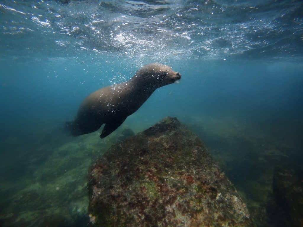 sea lion snorkeling gardner bay