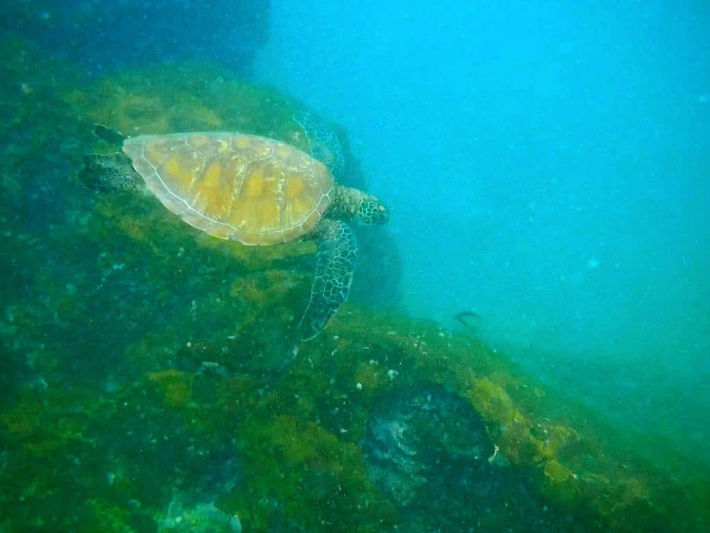 gardner bay snorkeling turtle