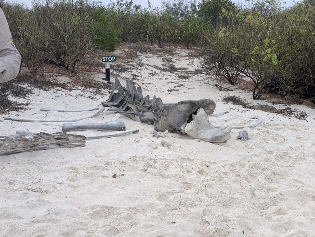 whale skeleton in Gardner bay