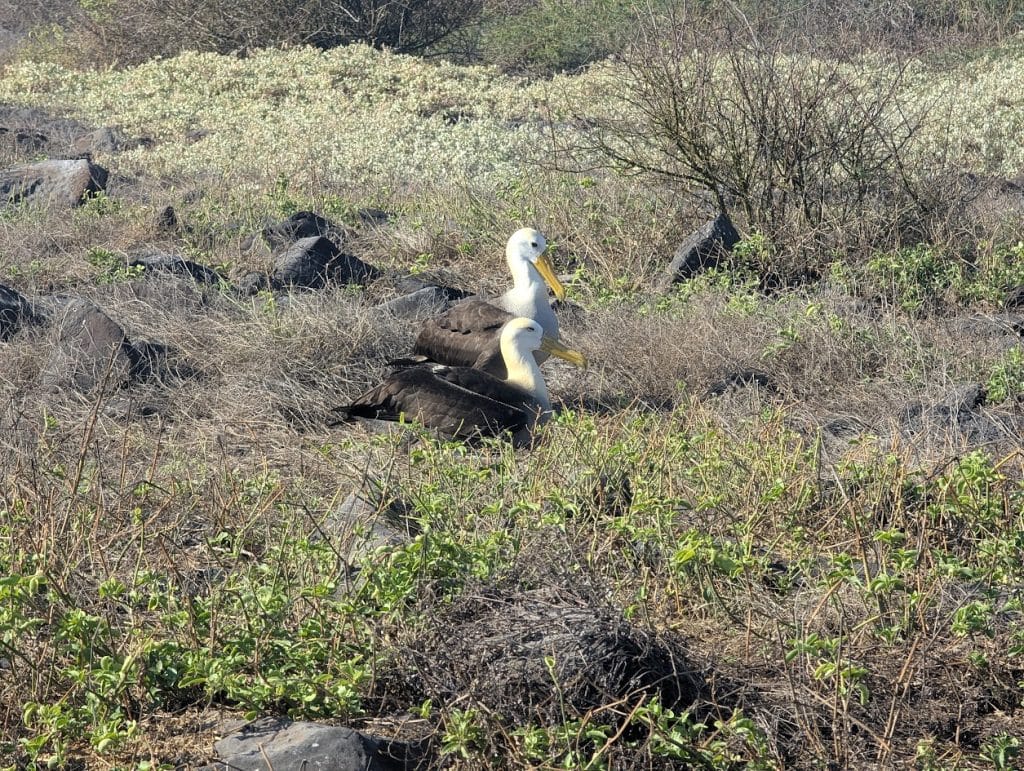 albatross in galapagos