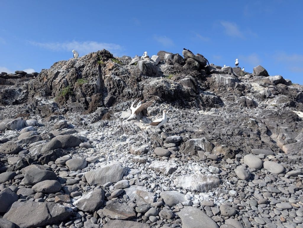 nazca boobies