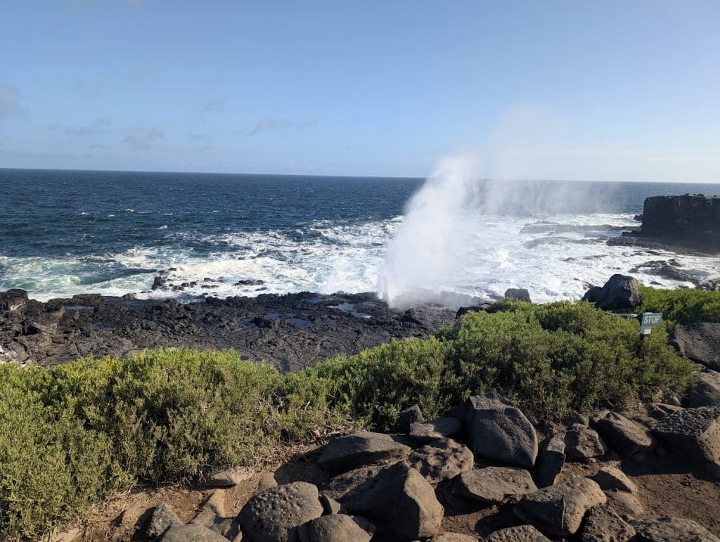punta suarez blowbole