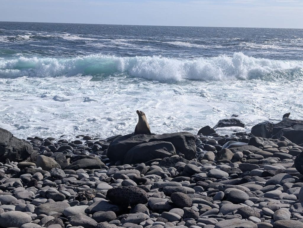 sea lion at punta suarez