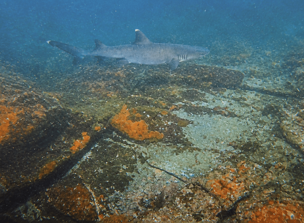 white tipped shark
