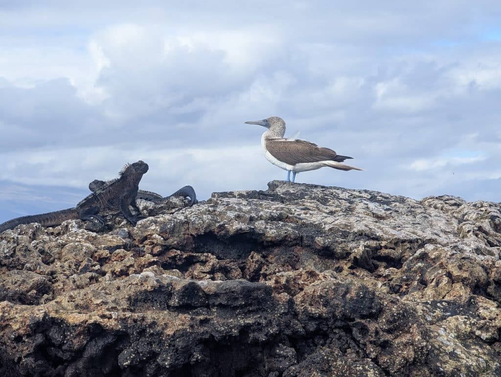 blue footed boobie and iguana