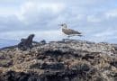blue footed boobie and iguana