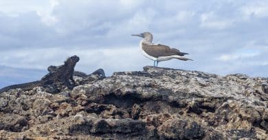 blue footed boobie and iguana