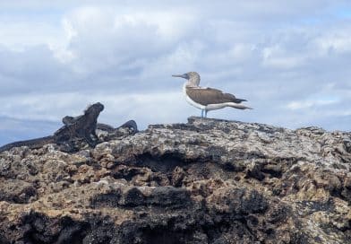 blue footed boobie and iguana