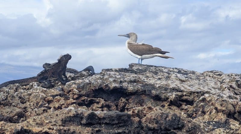 blue footed boobie and iguana